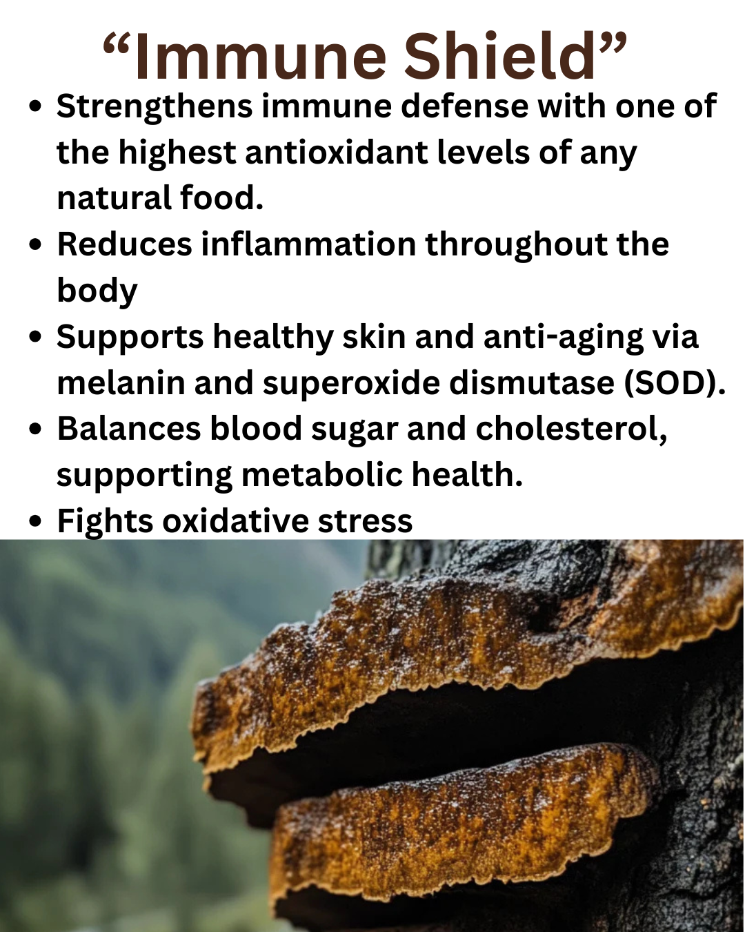 Chaga - "The King of Mushrooms"