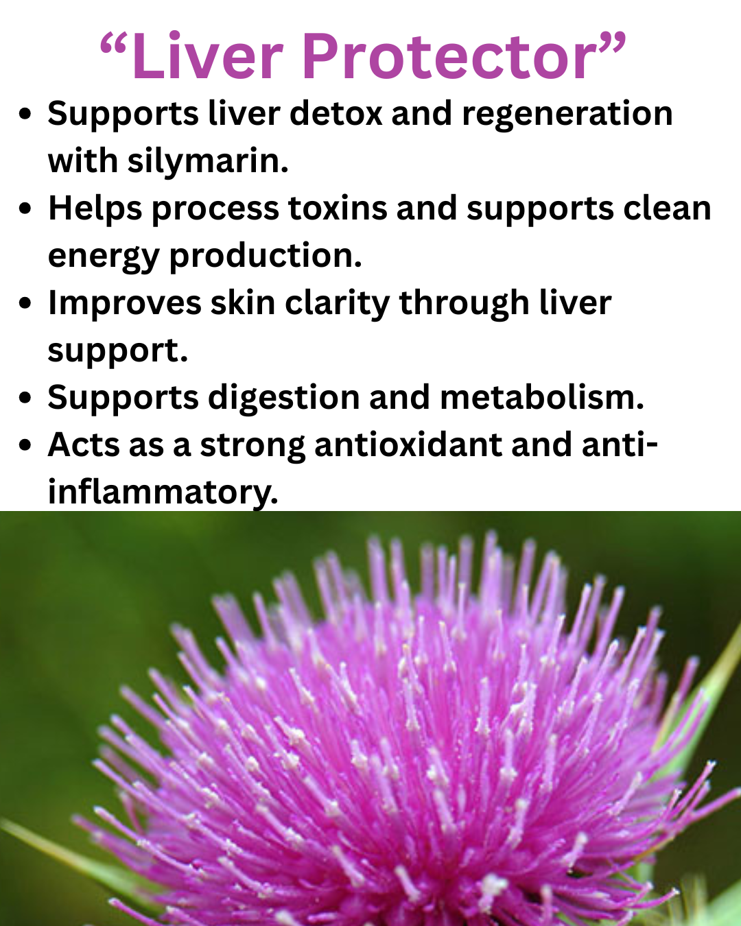 Milk Thistle - “Liver Protector”