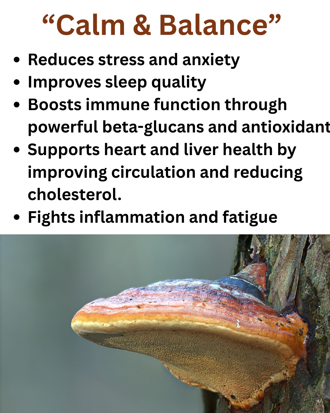 Reishi - "The Mushroom of Immortality"