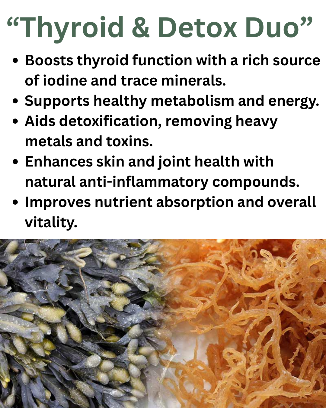 Sea Moss & Bladderwrack