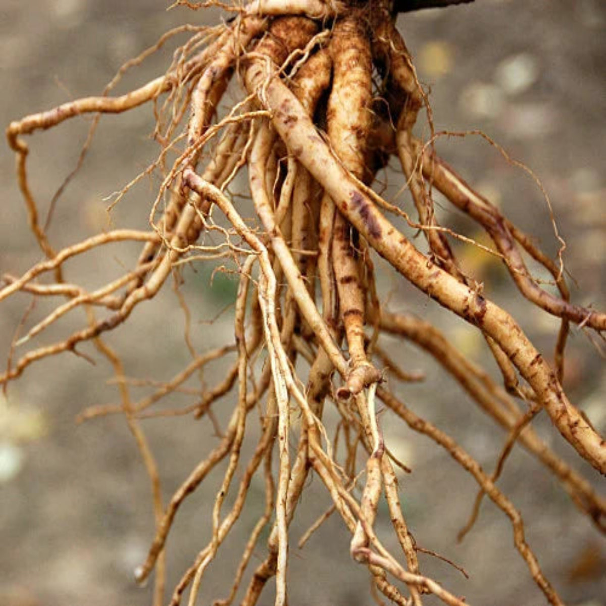 Ashwaganda