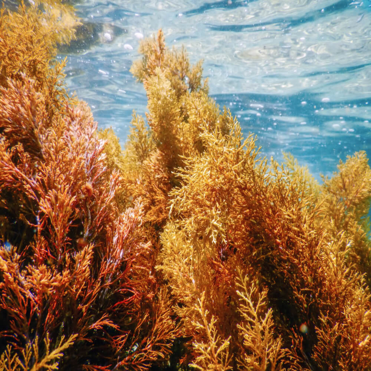 Sea Moss - "92 essential minerals & vitamins"