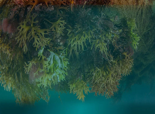 Sea Moss