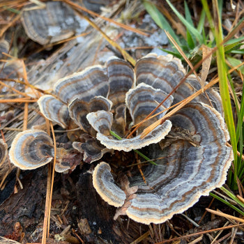 Turkey Tail