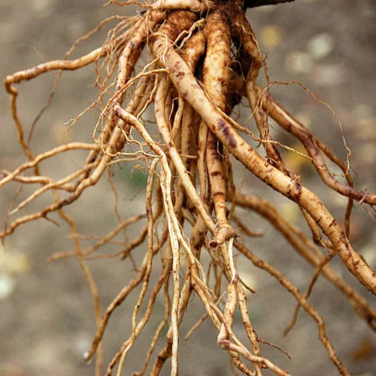 Ashwaganda