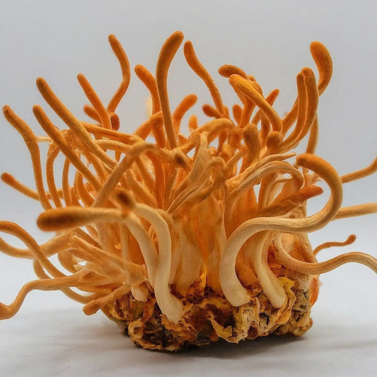 cordyceps healing supplement organic