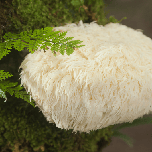 Lion's Mane