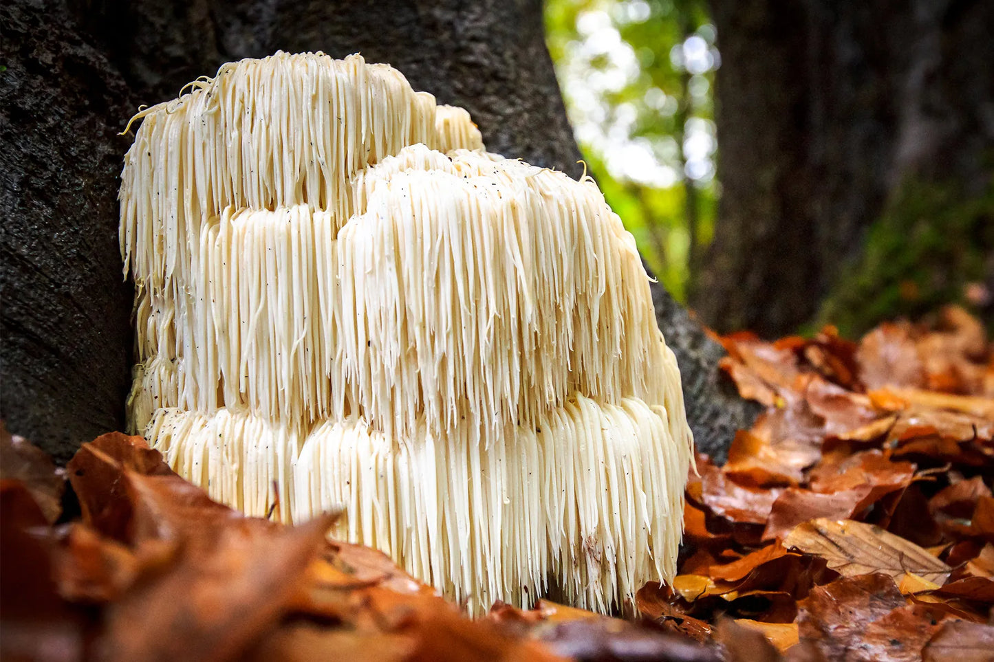 The 5 Mushroom Magic