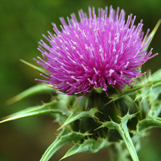 milk thistle supplement