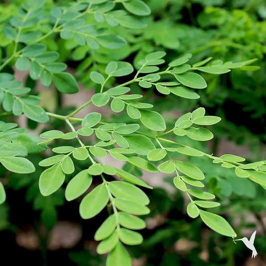 moringa supplement natural healing iron
