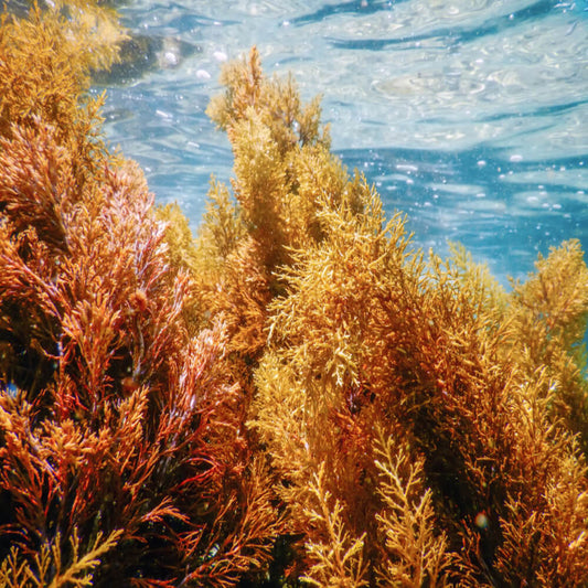Sea Moss