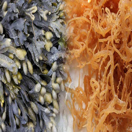 sea moss and bladderwrack
