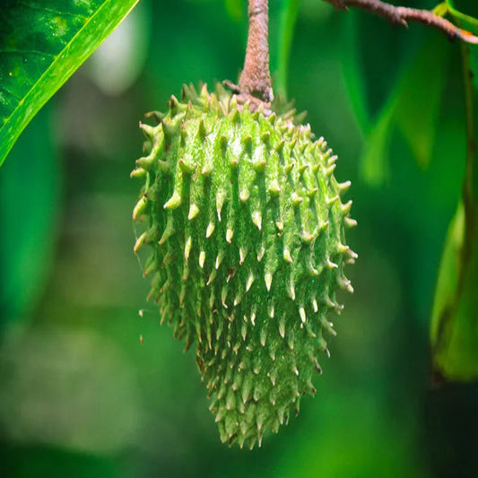 soursop medicinal healing